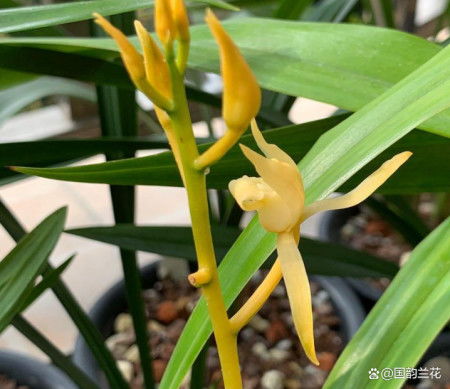 九节兰养护攻略：轻松养出爆品花！