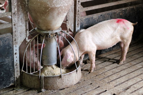 如何有效解决猪采食量低的问题？