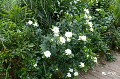 栀子花为何突然大量掉落叶子，是土壤、水分、光照还是病虫害引起的