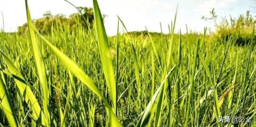 冷季型草坪秋季管理五大技巧全解析