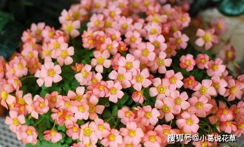 更多耐寒开花植物， 你的露台也可以春天