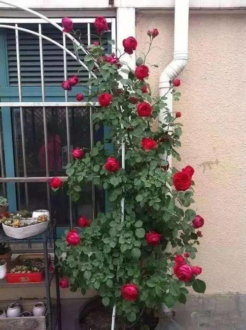 佛罗伦萨：德国的藤本月季