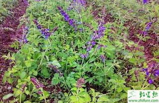 合作社的丹参种植经验