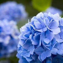 绣球花与木瓜海棠：耐阴耐寒的美景