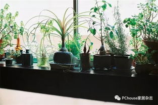 观叶植物：装饰家居的绿色宝贝