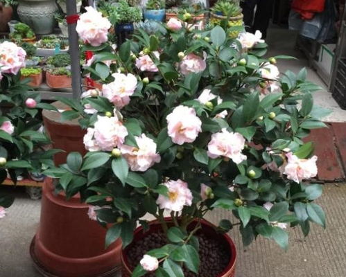 别担心，接下来我就给你支3招，轻松解决茶花黄叶难题，这波操作直接封神！