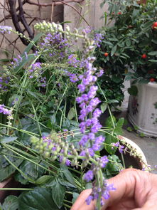 植物原生环境与排水天赋