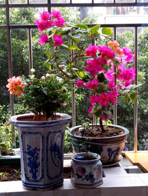 迎春花和紫藤花