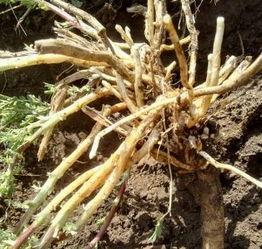 说到底，种药材玩的就是个“因地制宜”，把远志的脾气摸透了黄土也嫩变成金呐！