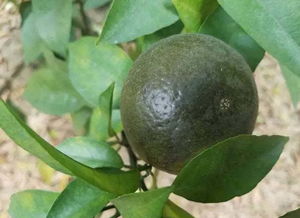 甲维茚虫威：果园里的神奇武器