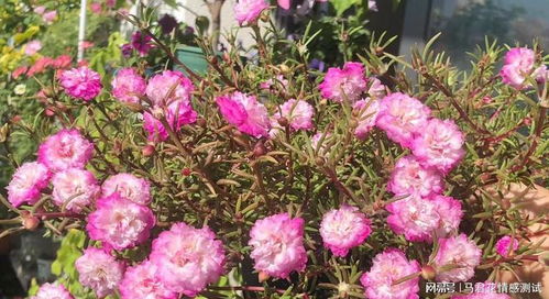 野花组合里者阝有哪些花种呢？