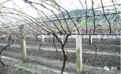 雪松冬天浇水需要注意什么冬季浇水方式有何不同