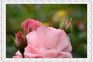 月季花香，醉人心脾