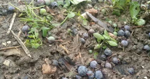 种植难点与实操指南