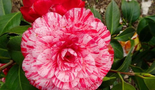 移苗时机， 春季不宜移苗