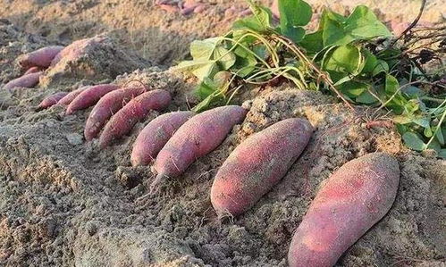 二、 多菌灵对红薯苗的影响