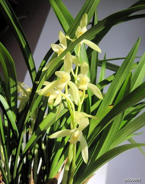 家里种植菖蒲是个不错的选择