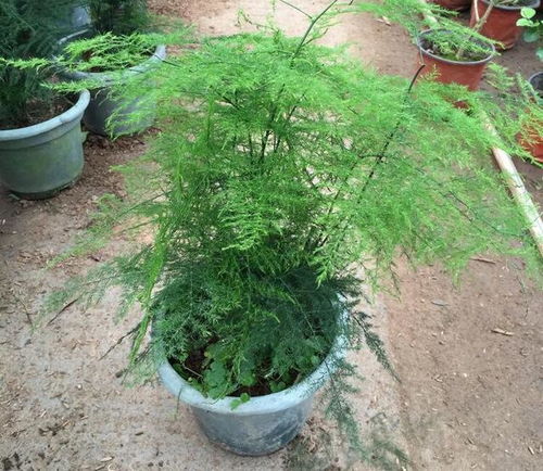 文竹冬天室外怎么过冬？如何安全度过寒冷季节