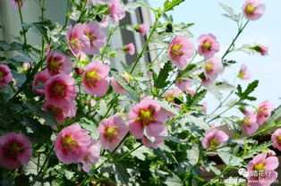 春季花季较长的花种类