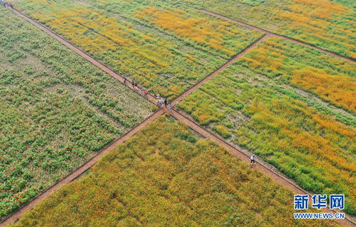 花儿开了幸福来 月季展显新风采