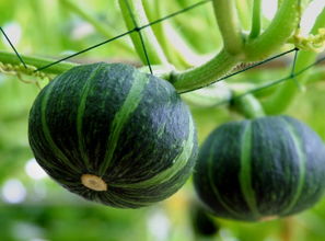 黄瓜：清脆的佳肴