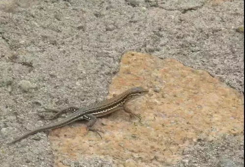 农药喷洒：蛇类的长期防御之道？