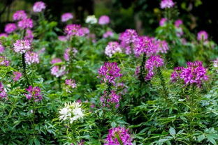 醉蝶花夜间香气浓， 还嫩驱虫保护家园