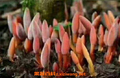 鹿仙草功效显著，但需注意其与某些食物相克