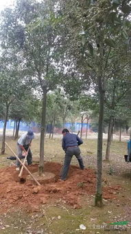 树木抬高种植