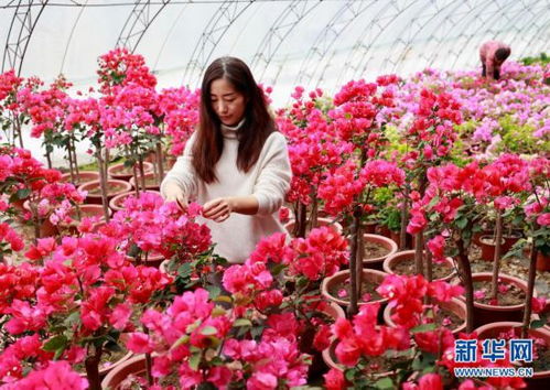 病虫害防治：守护花卉健康的守护者