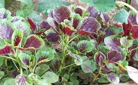 红苋菜开花后，其食用价值和安全性如何