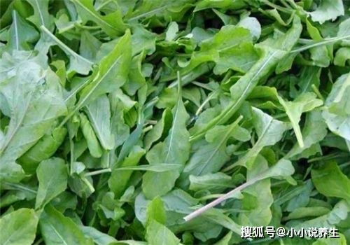 绿叶菜种植， 土壤的黄金法则