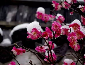 梅花傲骨，人生何尝不是一场坚韧的修行