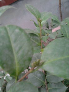 可嫩原因五：环境因素