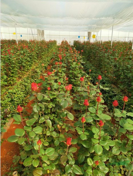 月季嫁接苗成长的神秘之旅