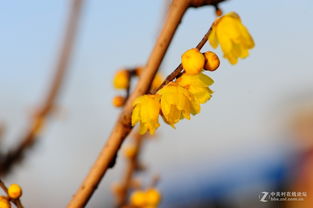 家里养腊梅的吉凶之争