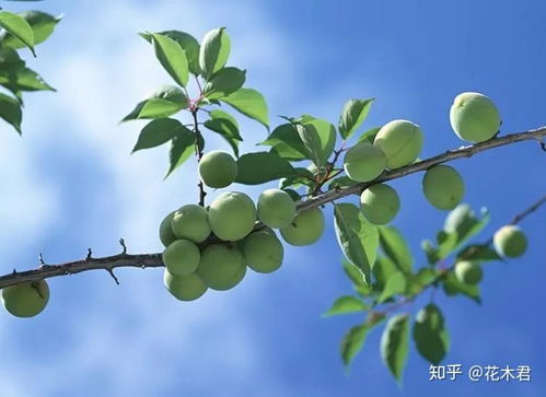 如何选择优质青梅