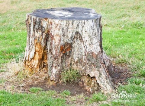 处理树桩：保护树皮是关键