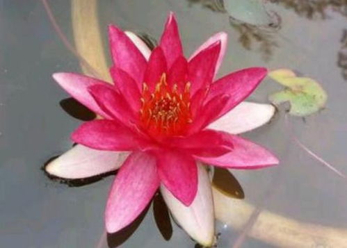 花开有时 赏花有期