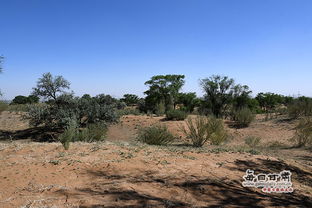 南部沿海的热带风情