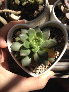 多肉植物中间和根部同时发黑，是生病了吗？怎么处理？