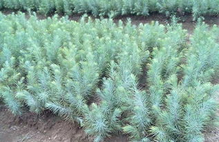 雪松的生长环境