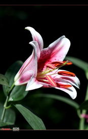 百合花开，绽放永恒