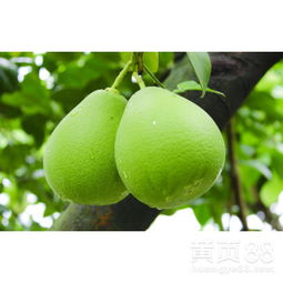 柚子籽的播种玄学