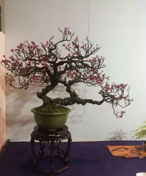 龙骨盆景的功效与作用，对植物生长有哪些具体好处？