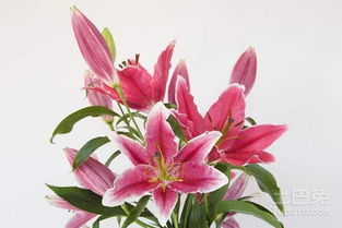 百合花能放卧室吗？卧室摆放百合花有哪些好处和坏处