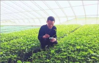 八、同一片园区种植建议