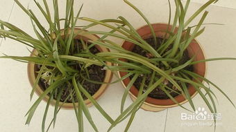 柳穿鱼盆栽养护攻略：种植技巧+注意事项，轻松养爆盆！