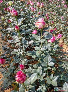 先进技术：保证花卉品质