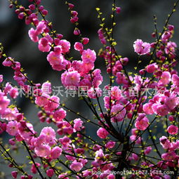 黄刺梅的嫁接奥秘